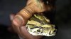 What It Really Takes to Catch a Python: An Overnight Hunt in the Everglades