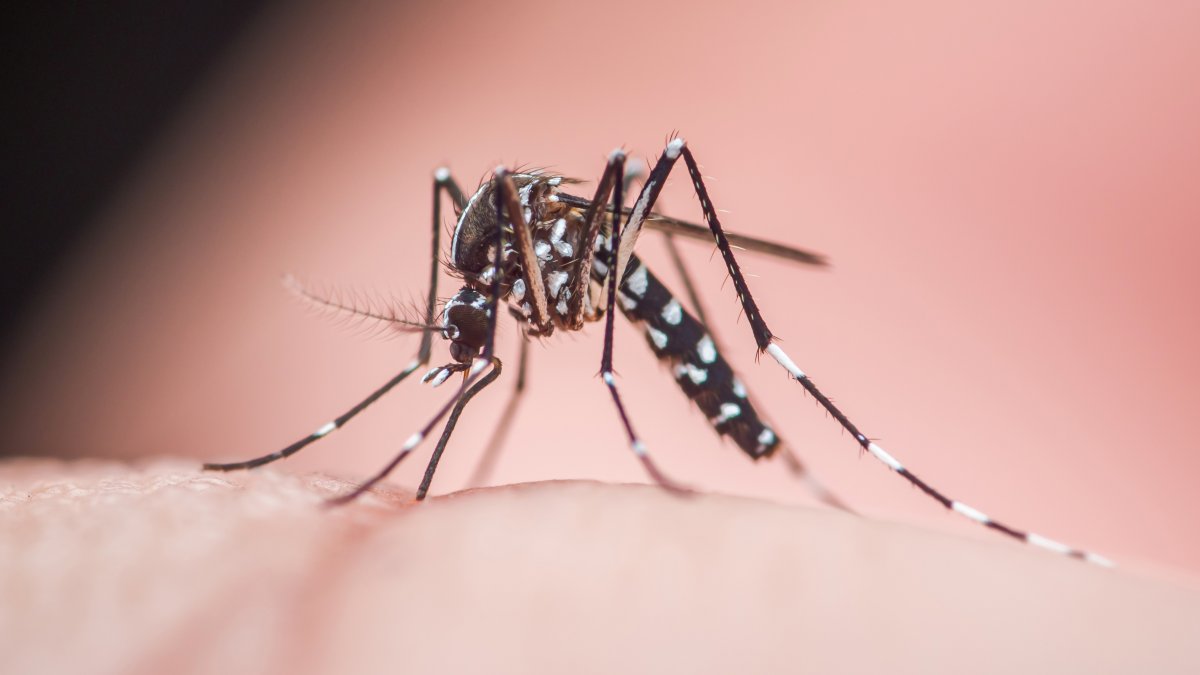 Florida confirms a death from dengue as state struggles with recent outbreak