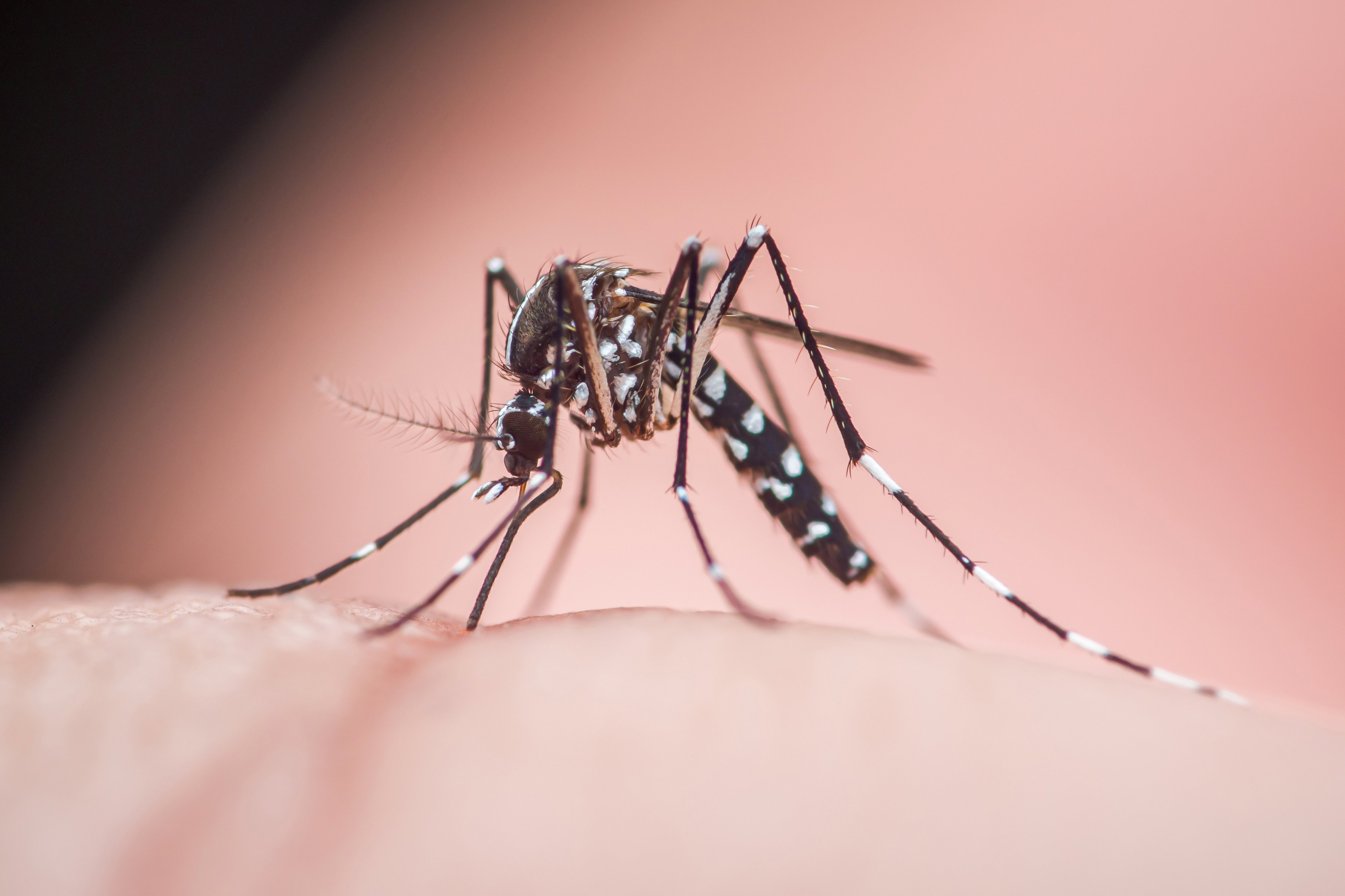 Florida eyes pharmacist-administered chikungunya vaccine