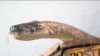 Catch a python? This Florida restaurant will accept it as currency