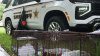 At least 70 cats, dogs found in home of USPS worker who ‘collected' feral animals, MCSO says