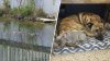 South Miami Police warn residents after dog killed in reported crocodile attack