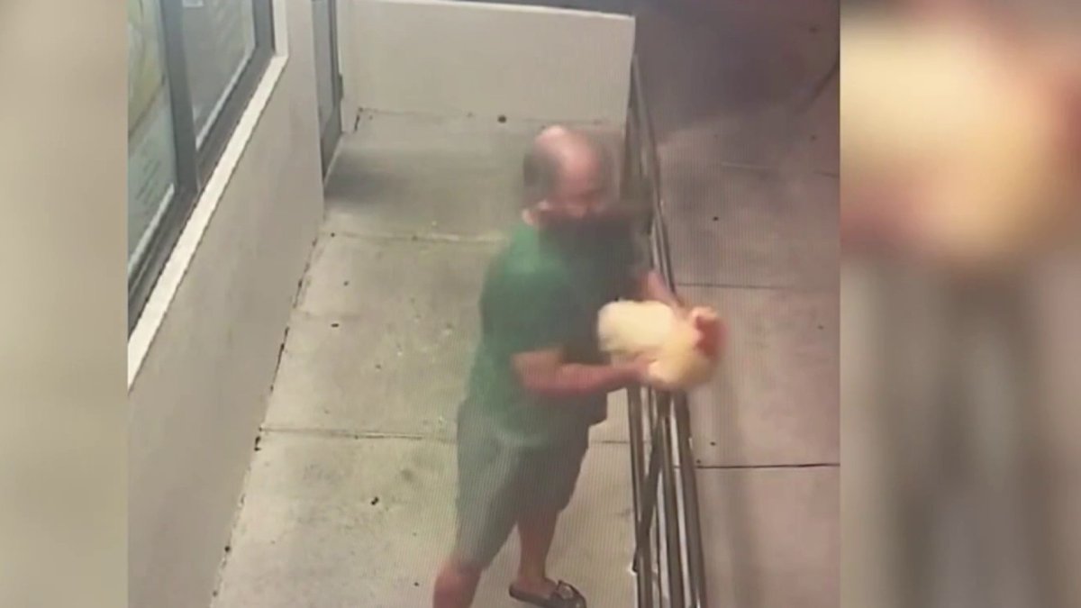 Search underway for beloved chicken in South Florida