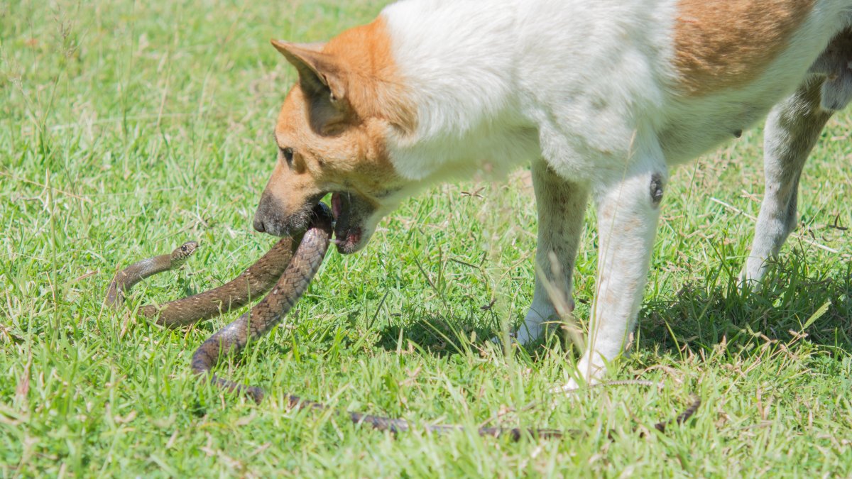 Tips to help your pets avoid venomous snakes
