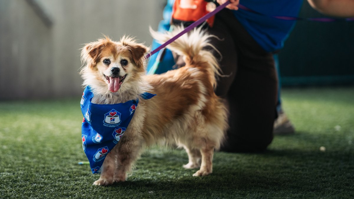 Thinking about adopting your first pet? Here's what to know