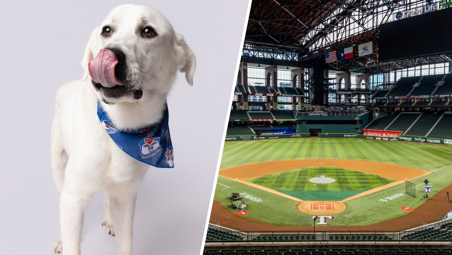 Rangers hosting 10 Texas shelter dogs for Bark at the Park night