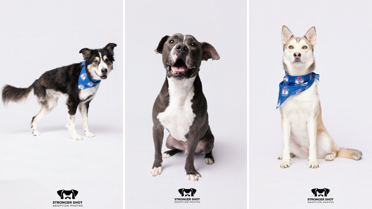 How this photographer gives shelter pets a ‘stronger shot' at adoption