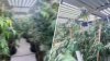 Over 1,800 pounds of illegally grown marijuana recovered in Homestead, police say