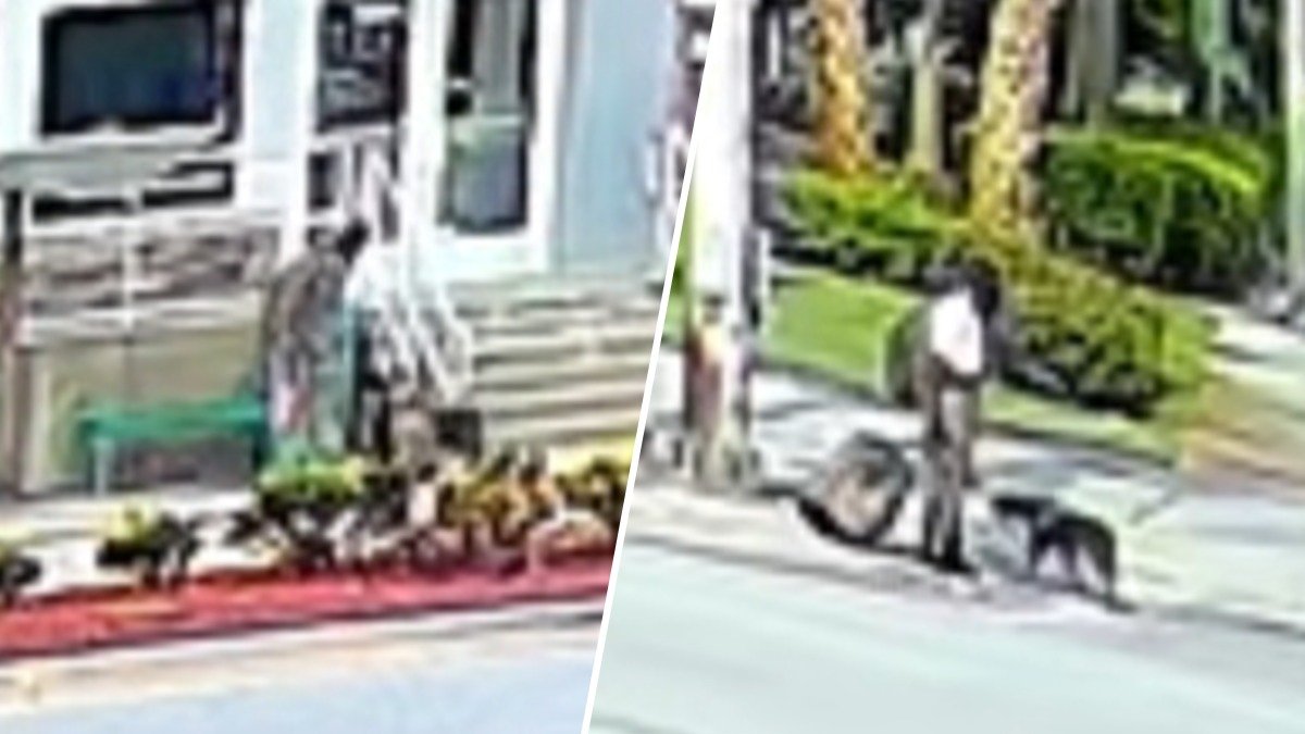 Man accused of repeatedly abusing service dog in Boynton Beach, police ...