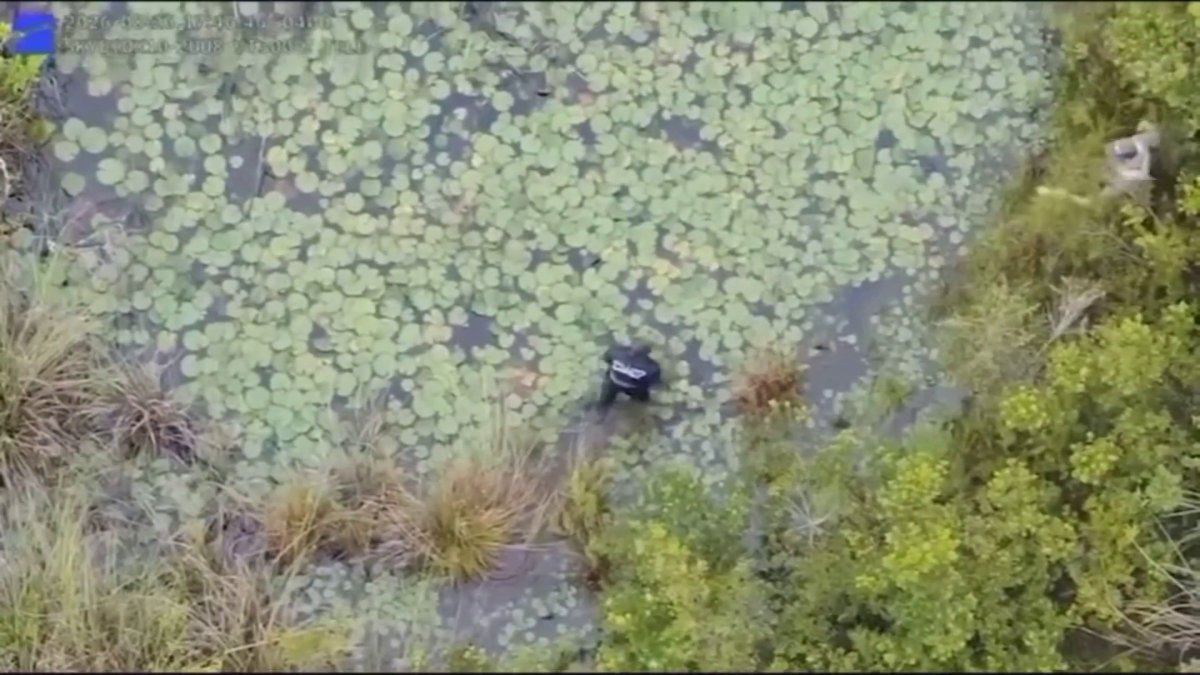 Video shows Florida deputies pursue hit-and-run suspect in gator-infested swamp