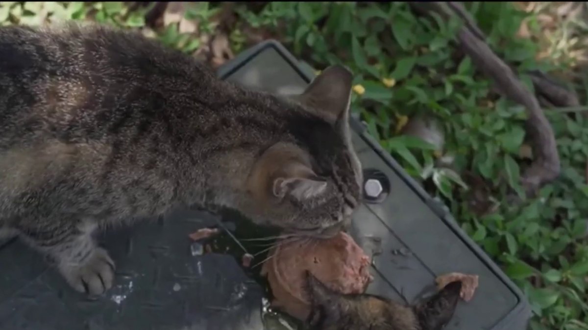 The story behind more than 100 abandoned cats living behind a Publix in Florida