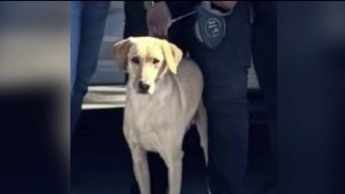 Miami Gardens Police searching for missing K-9 that was struck by car