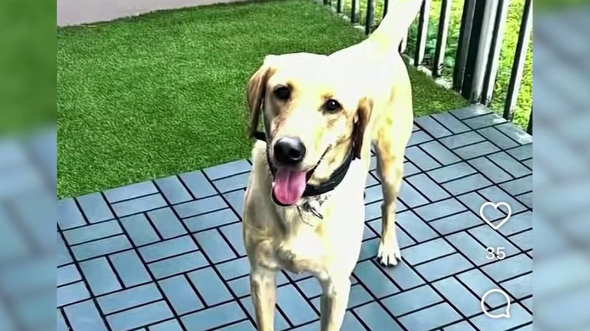 Miami Gardens police continue searching for missing K-9
