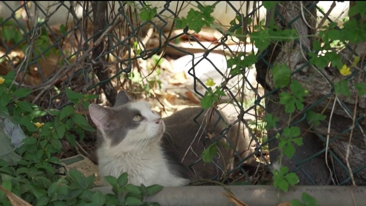 The story behind more than 100 abandoned cats living behind a Publix in Hialeah