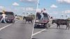 WATCH: Runaway cow escapes livestock auction, stops traffic in Polk County