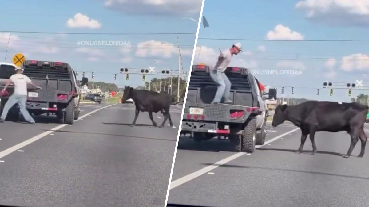 Coew Cow escapes livestock auction, stops traffic in Polk County – NBC 6 ...