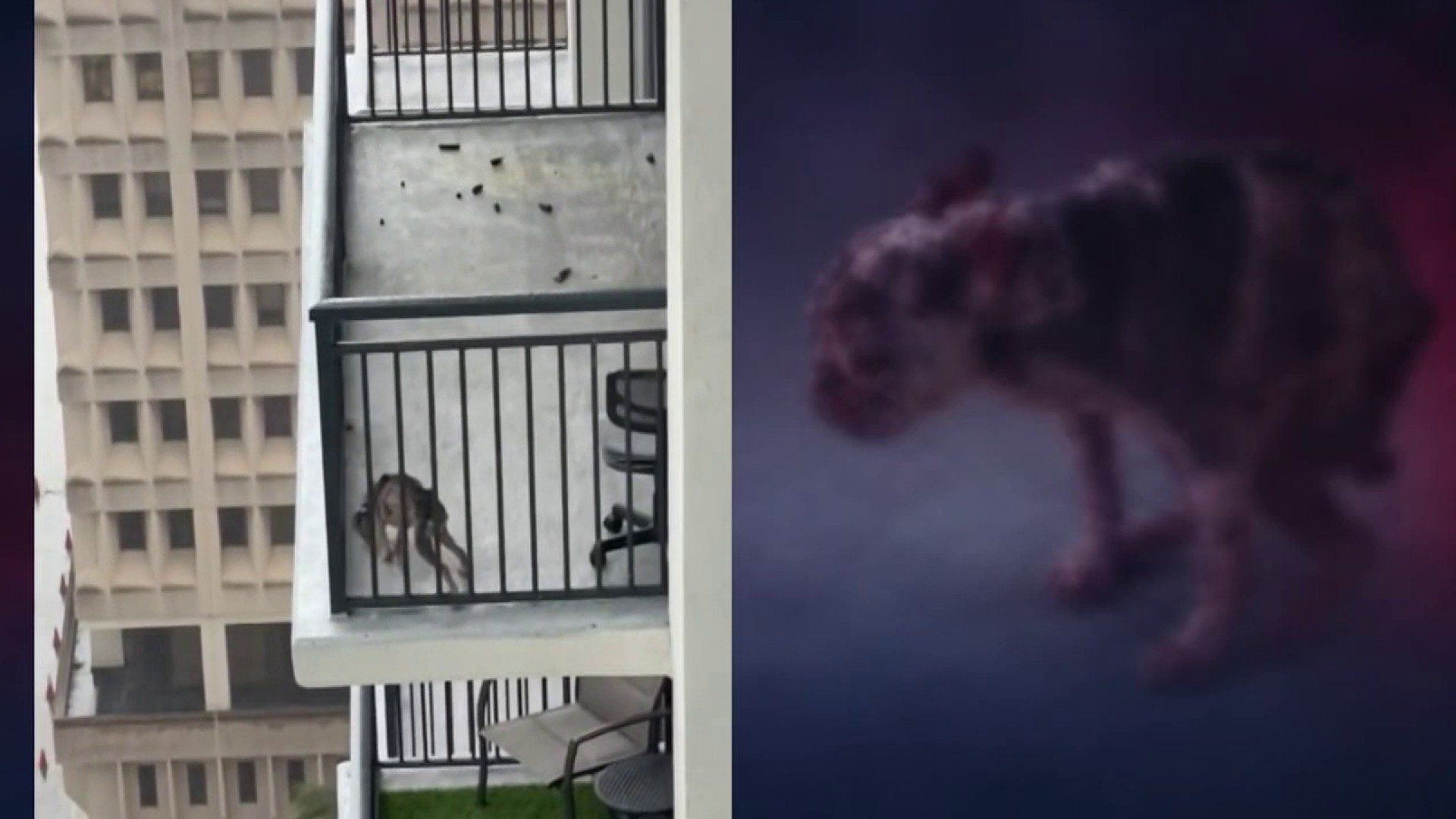 Dog owner arrested after neighbors at Miami high-rise express concerns, animal services says