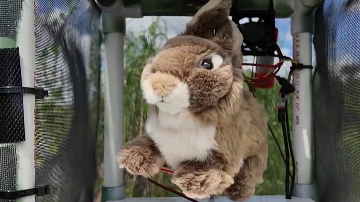 Fake rabbits are being used to lure Burmese pythons in the Everglades ...