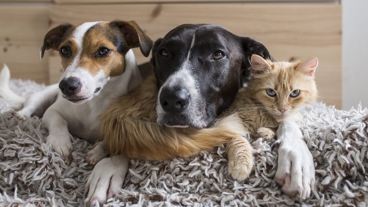 2026 Clear The Shelters campaign drives 135K pet adoptions, raises $480K in donations