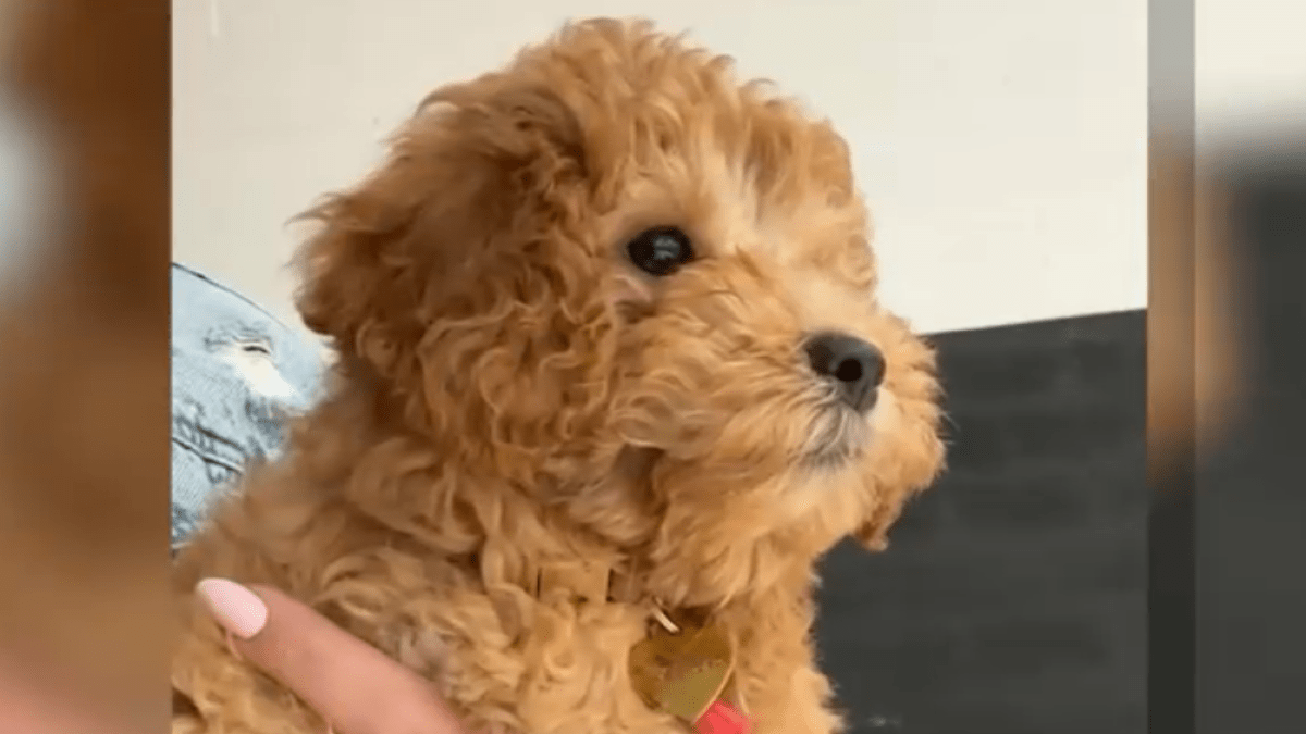 Family accuses boarder of refusing to return dog months after agreement ends