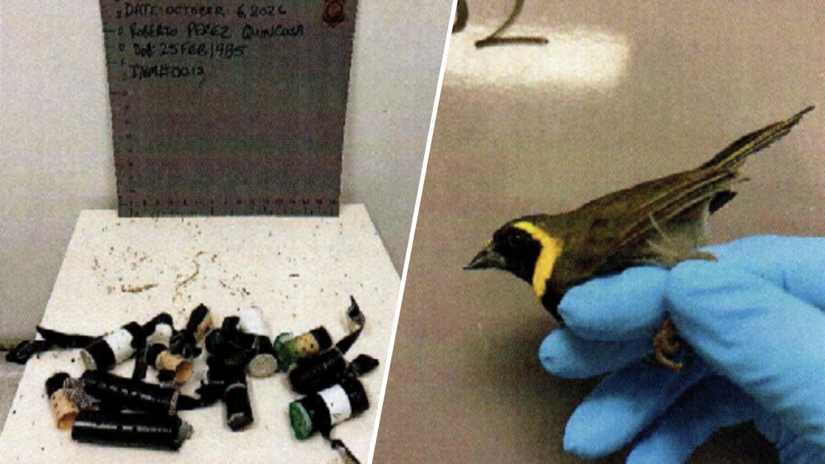 2nd man accused of trying to smuggle birds arrested at MIA this week ...