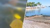 ‘Incredibly cruel': Video of dog submerged underwater in Coconut Grove under investigation