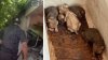Bodycam shows upset officers discovering 19 dogs in deplorable conditions in Miami Beach