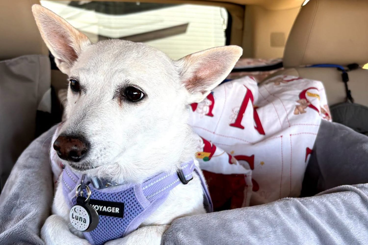 Luna, a small dog missing for over a month in Yellowstone, is reunited with her owners