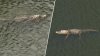 Alligator enters Wilton Manors backyard during king tides, police say