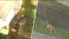 Animal services takes dog that attacked teen girl in northwest Miami-Dade