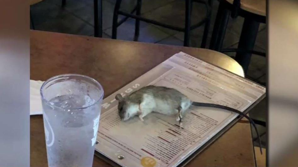 Big Rat Drops From Ceiling Onto Customer S Menu Nbc 10