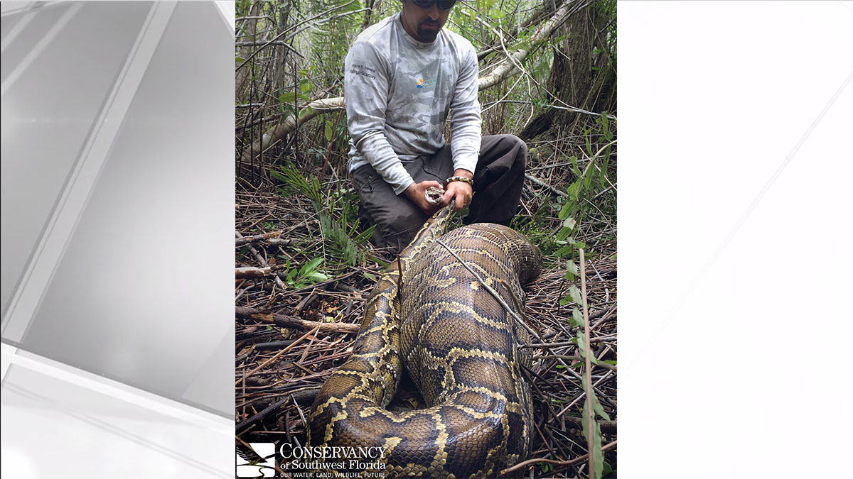 Burmese Python in Florida Eats Deer Bigger Than Snake Itself
