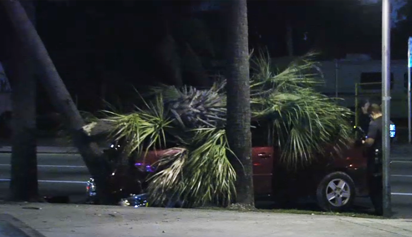 Woman Killed After Palm Tree Falls On Car During Crash