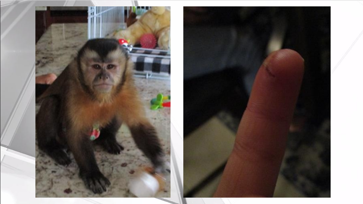 9-Month Old Monkey In High Chair Bites Boy, 8
