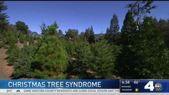 allergic to christmas some say trees cause reactions allergic to christmas some say trees cause reactions
