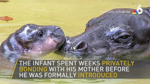 Cute Baby Pygmy Hippo Revealed At Zoo Miami Nbc 6 South Florida