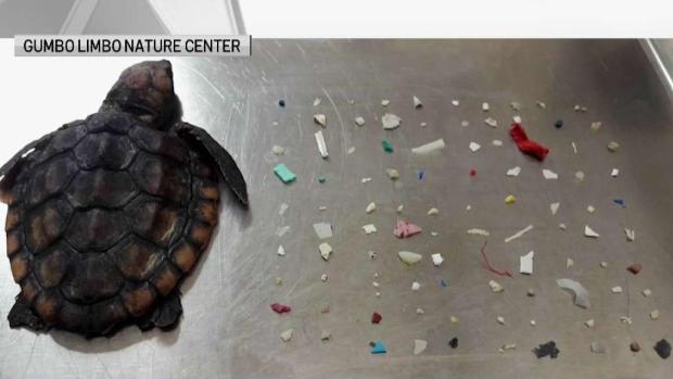Baby Turtle Dies After Eating 104 Pieces of Plastic