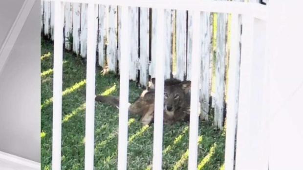 Coyote Spotted in Weston Neighborhood