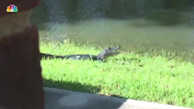 [NATL] Gator Spotted Sunbathing in Backyard During Harvey