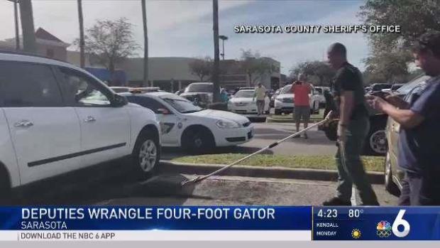 Deputies Wrangle Gator Under SUV Outside Grocery Store