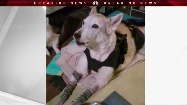[MI] Disabled Dog Stolen While in Car Reportedly Found Dead