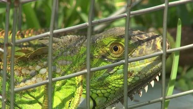 FWC Clarifies Message on Killing Invasive Iguanas