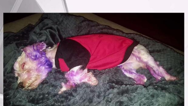 [MI] Florida Dog Recovering After Being Dyed Purple