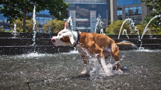[NATL-MIA] Tips for Keeping Your Pet Safe in the Summer Heat