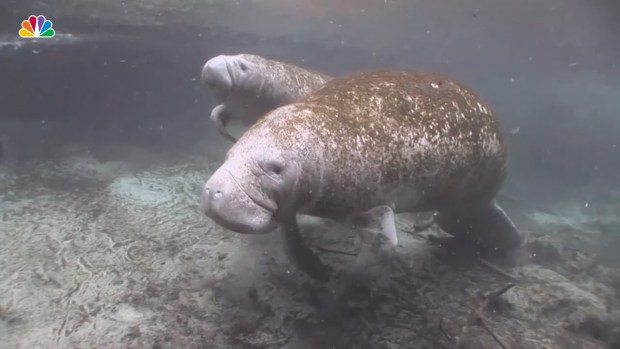 Manatee Deaths on Track to Reach Record High