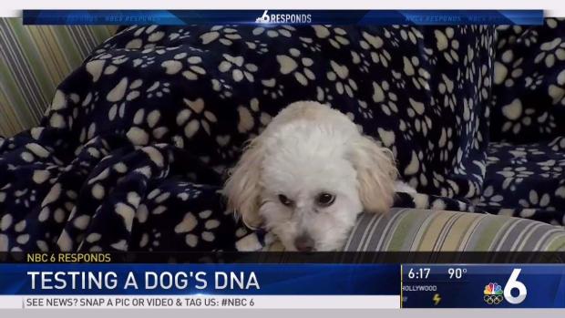 [MI] NBC 6 Responds Tackles Dog DNA Dispute
