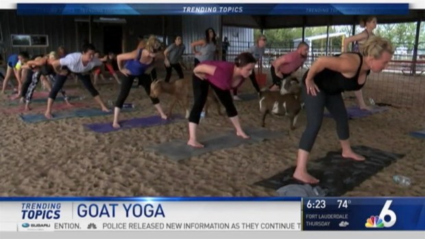 [MI] 'Goat Yoga' Taking Health World by Storm