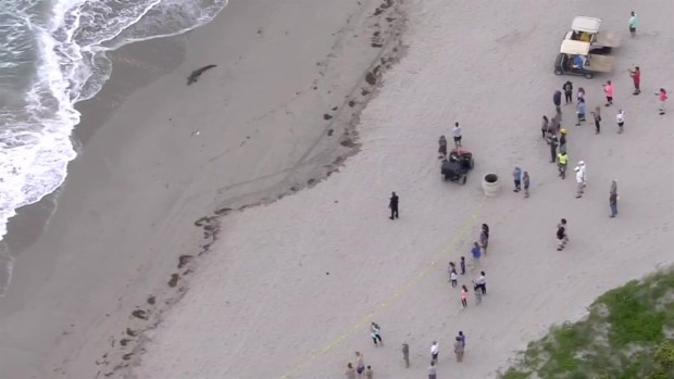 Crocodile Spotted on Hollywood Beach