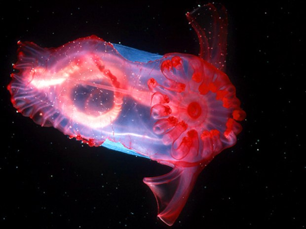 [NATL*DO NOT USE*] Weirdest Creatures of the World 