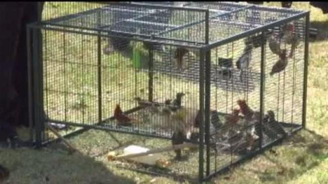 birds involved in trafficking scheme released by officials birds involved in trafficking scheme released by officials